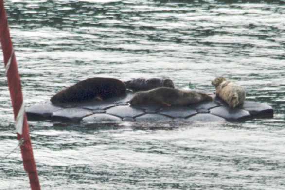 28 September 2023 - 07:13:13
Four guests this morning on the Kingswear home for wayward seals.
------------------
Kingswear seal pontoon